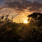 Spinnennetz in der Heide bei Sonnenaufgang