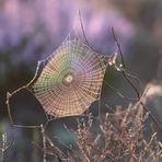 Spinnennetz in der Heide