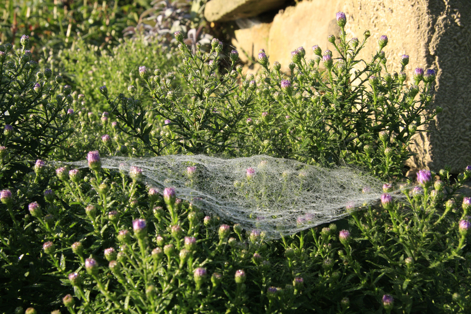 Spinnennetz in der Herbstaster