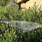 Spinnennetz in der Herbstaster