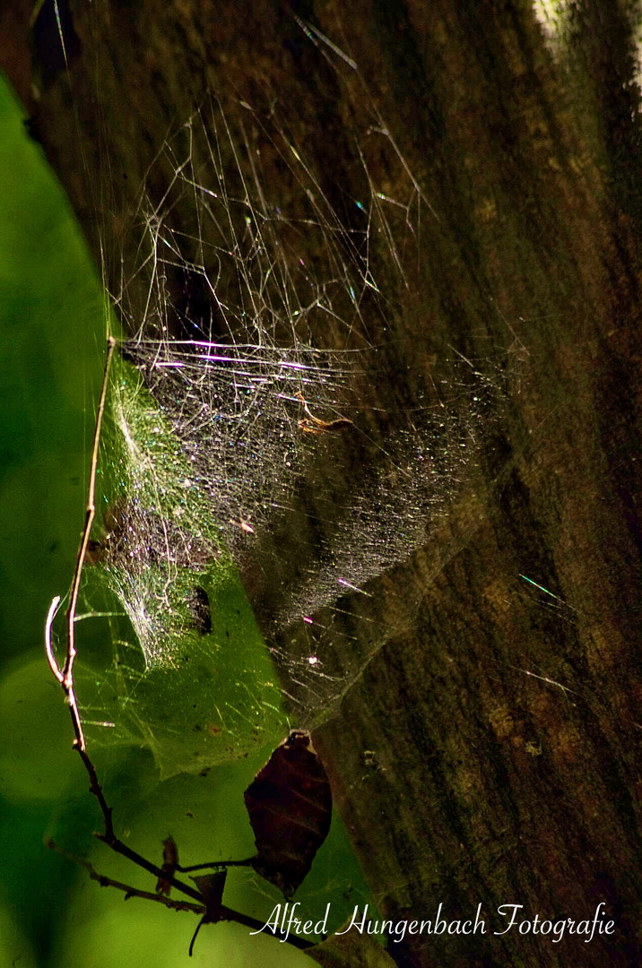 Spinnennetz in der Mittagssonne 