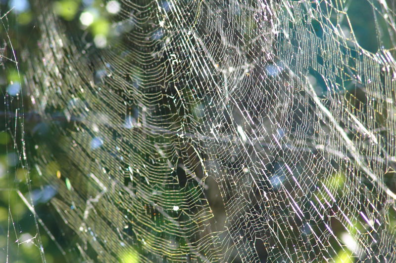 Spinnennetz in der Mittagszeit, Pokhara - Nepal