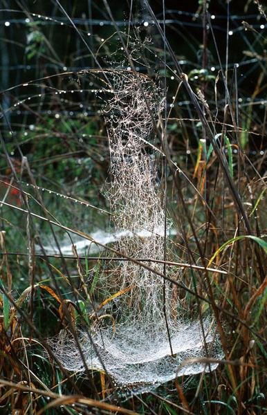 Spinnennetz in der Morgensonne