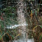 Spinnennetz in der Morgensonne