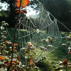 Spinnennetz in der Morgensonne