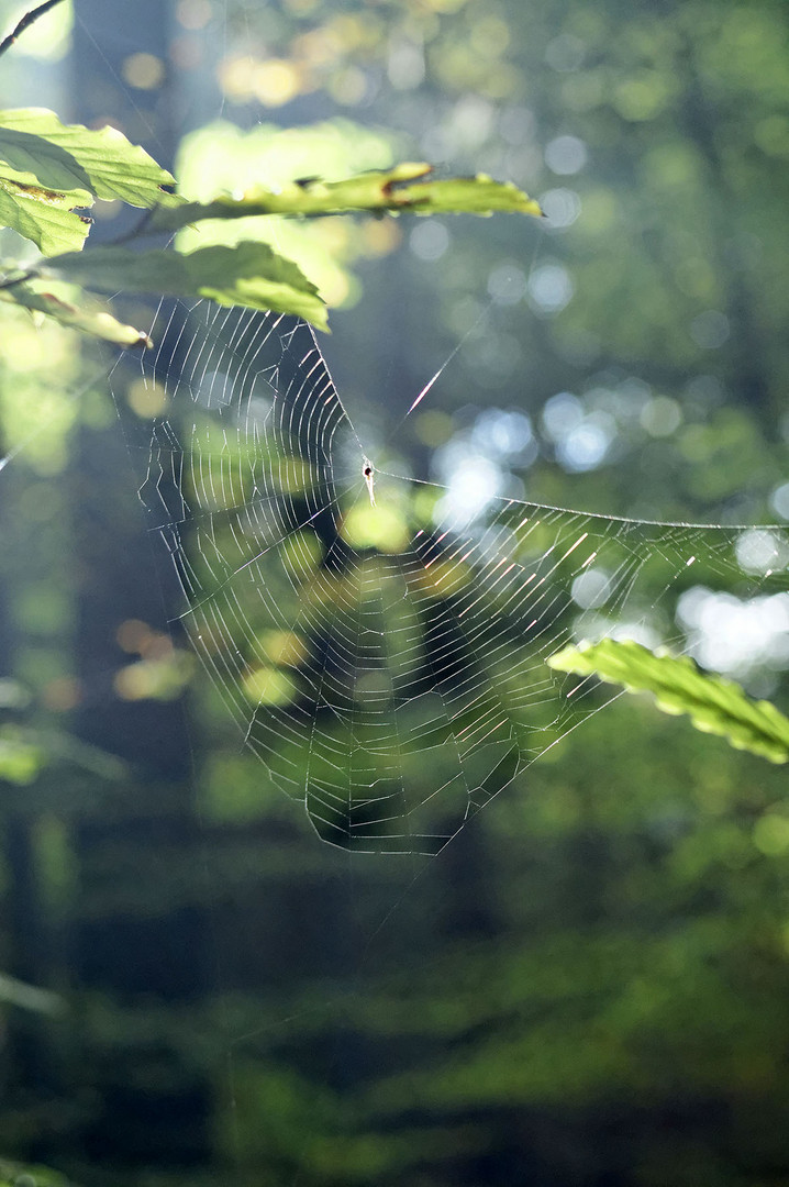 Spinnennetz in der Morgensonne