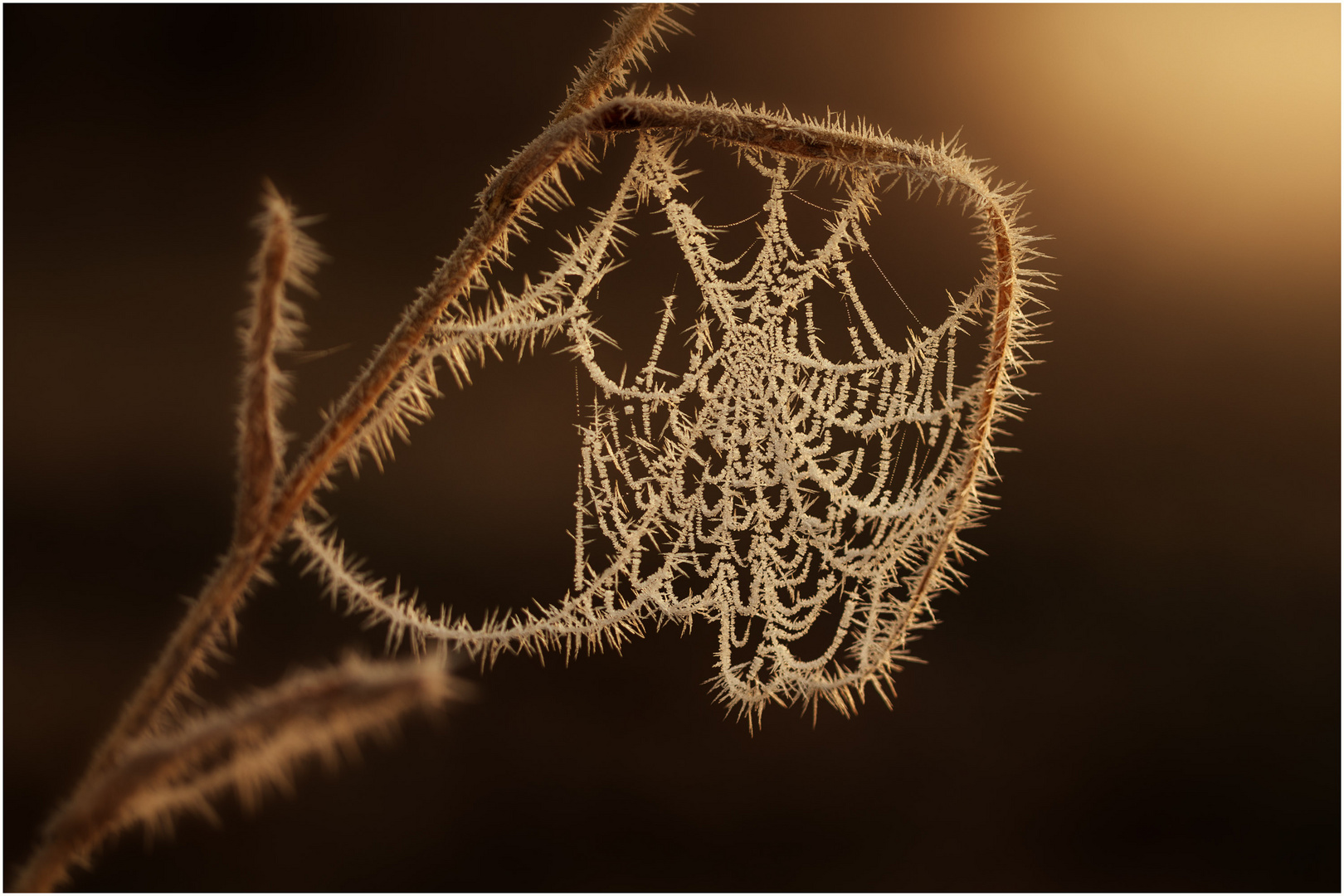 Spinnennetz in der Morgensonne