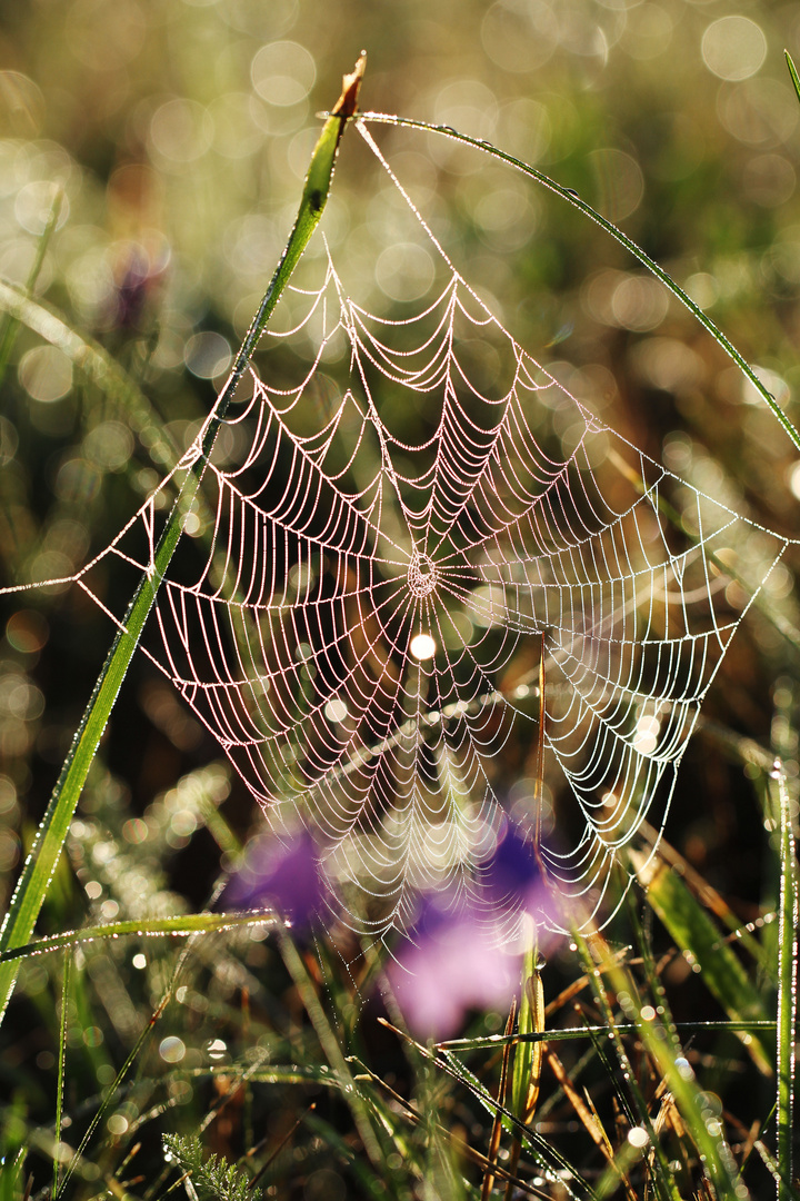 Spinnennetz in der Morgensonne