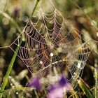 Spinnennetz in der Morgensonne