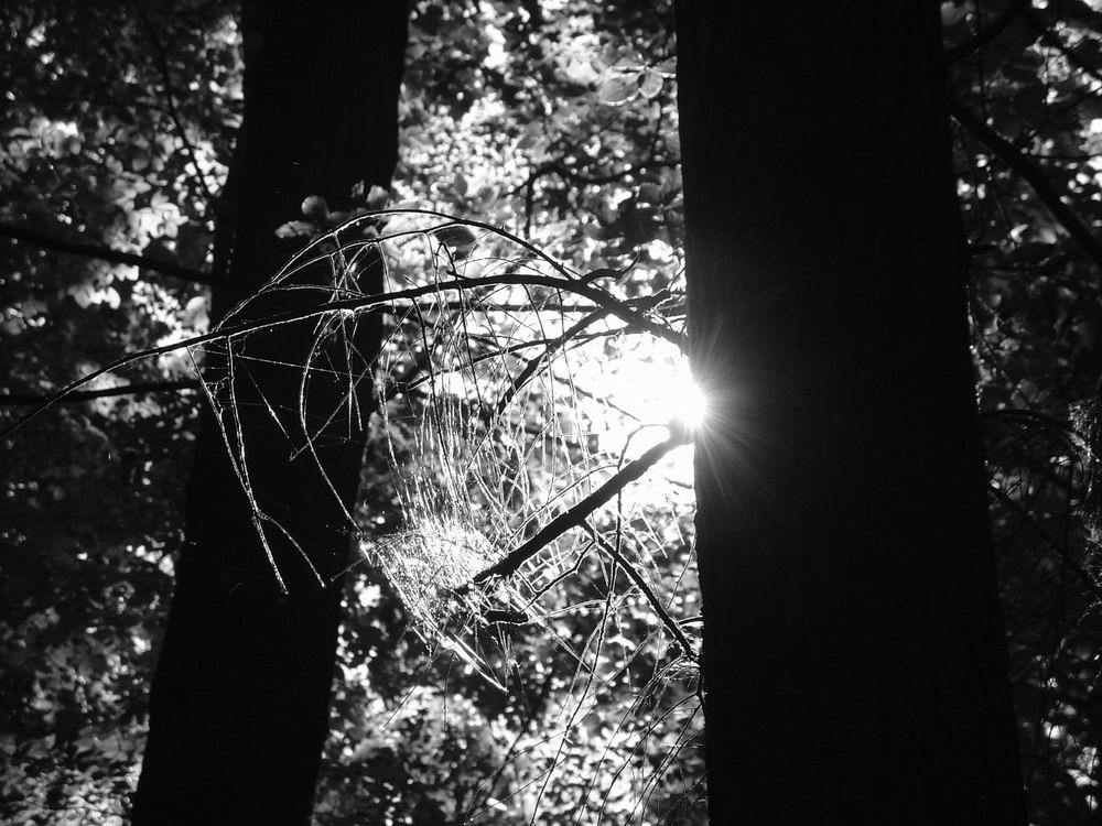 Spinnennetz in der Sonne