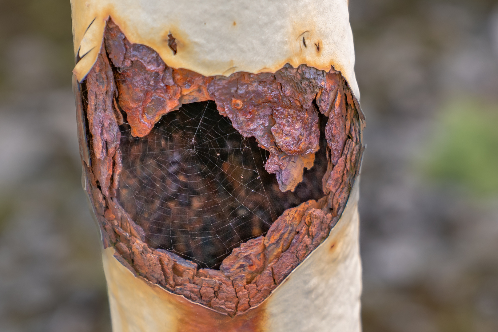 Spinnennetz in Rost