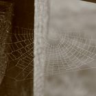 Spinnennetz in Südtirol