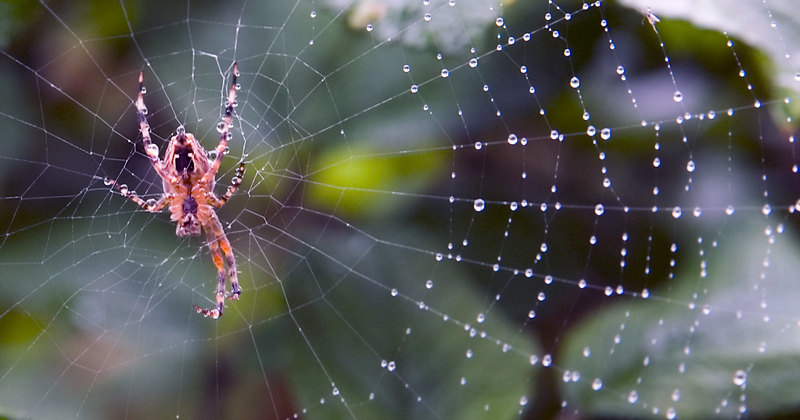 Spinnennetz mit Bewohner