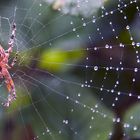 Spinnennetz mit Bewohner