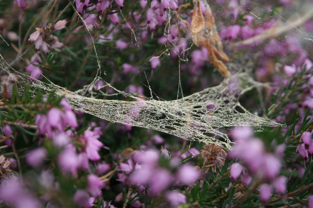 Spinnennetz mit Blütenstaub