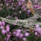 Spinnennetz mit Blütenstaub