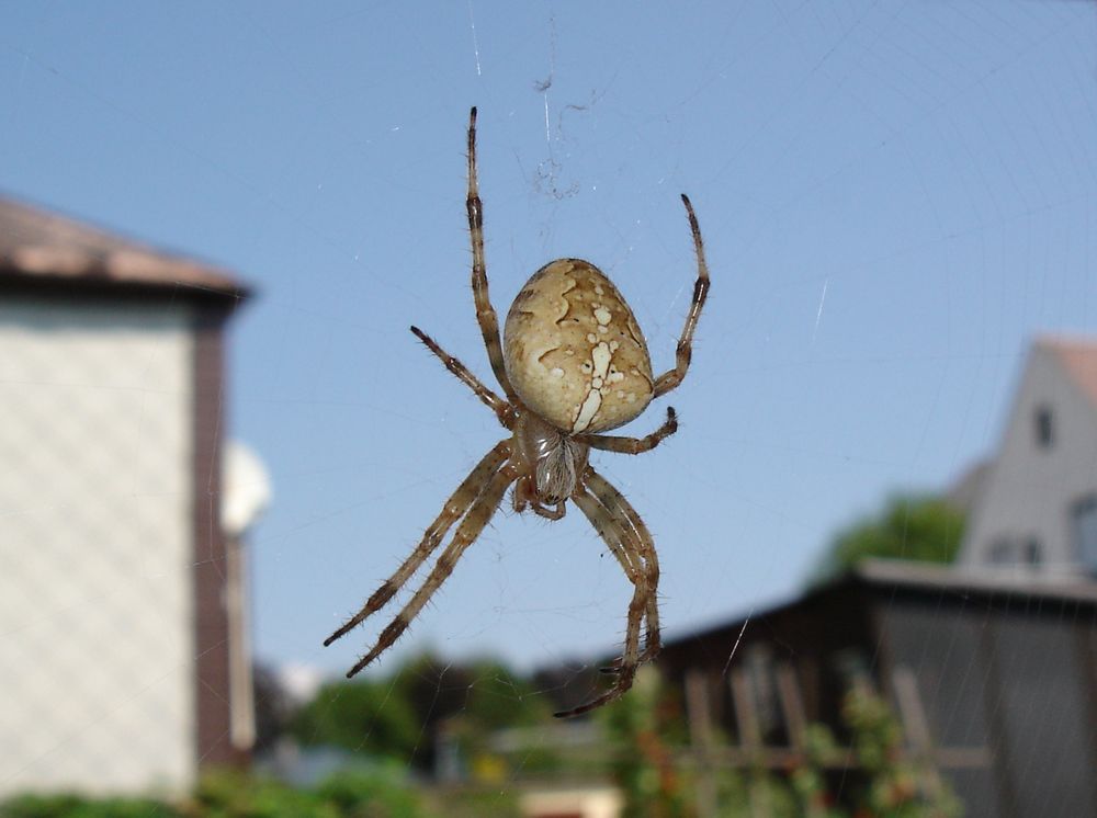 Spinnennetz mit guter Aussicht