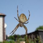 Spinnennetz mit guter Aussicht