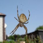 Spinnennetz mit guter Aussicht