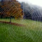 Spinnennetz mit Morgenstimmung