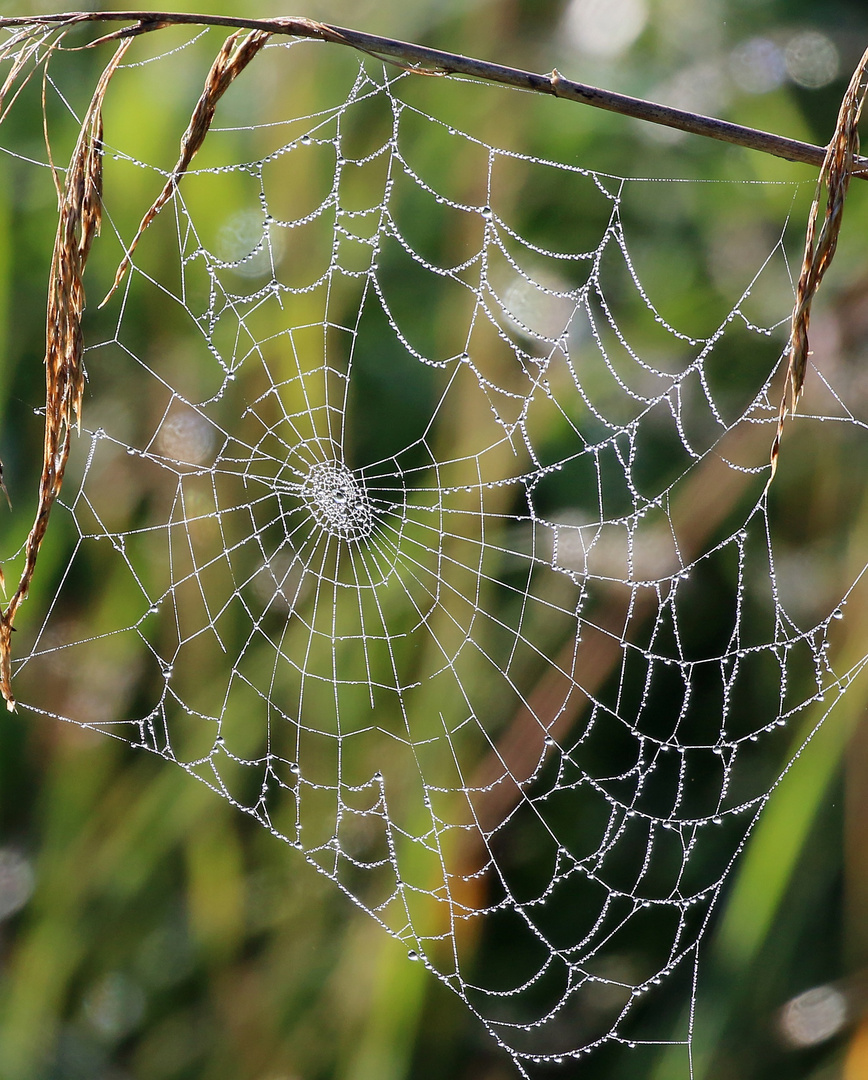 Spinnennetz mit Morgentau