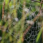 Spinnennetz mit Morgentau