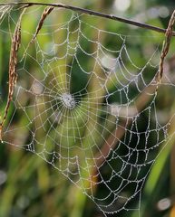 Spinnennetz mit Morgentau