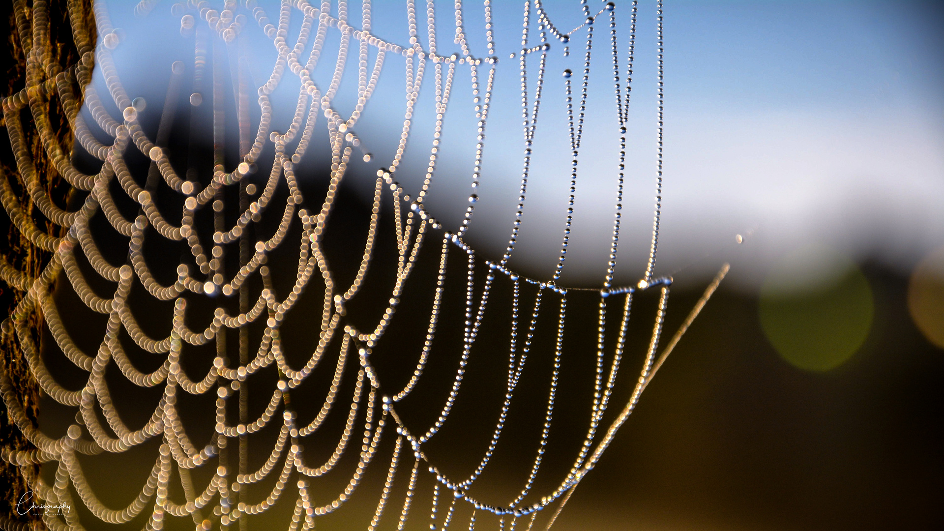 Spinnennetz mit Morgentau