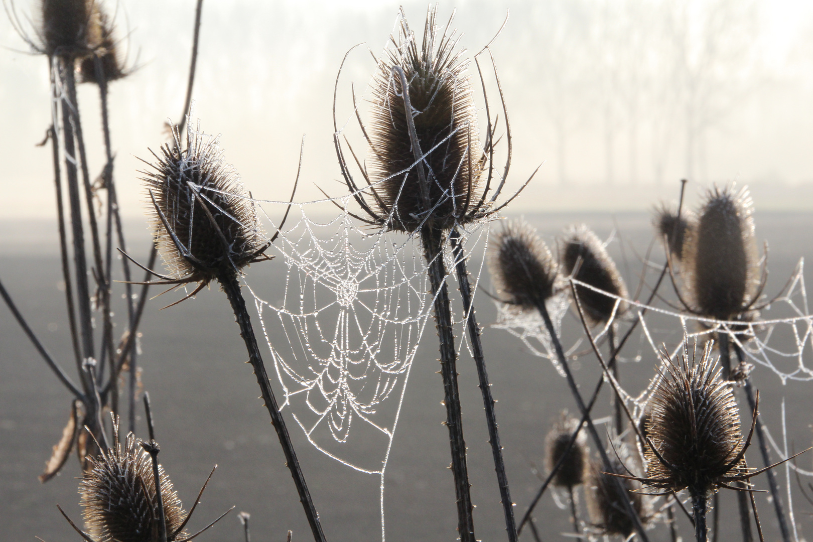 Spinnennetz mit Morgentau