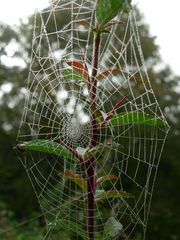 Spinnennetz mit Morgentau