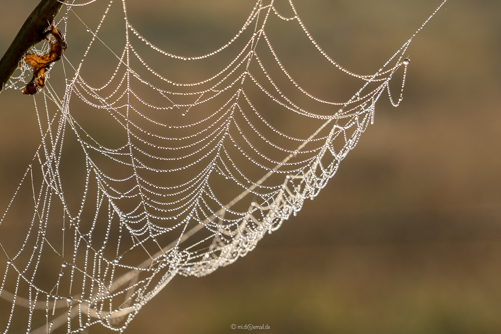 Spinnennetz mit Morgentau