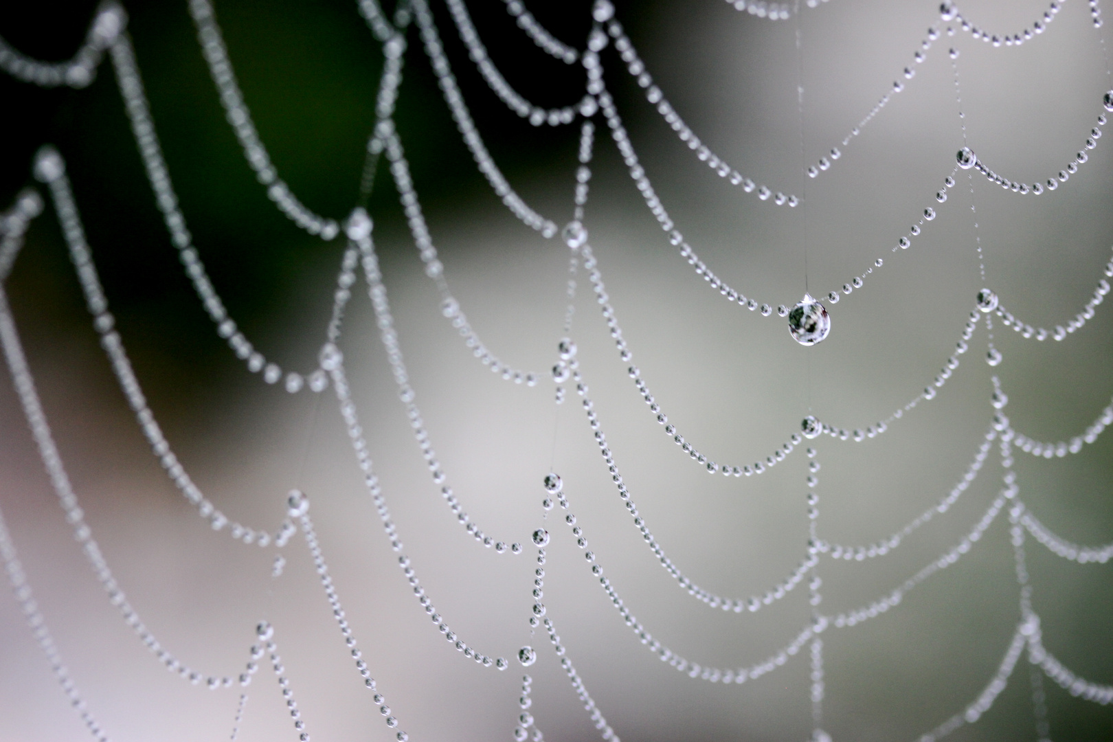 Spinnennetz mit Morgentau