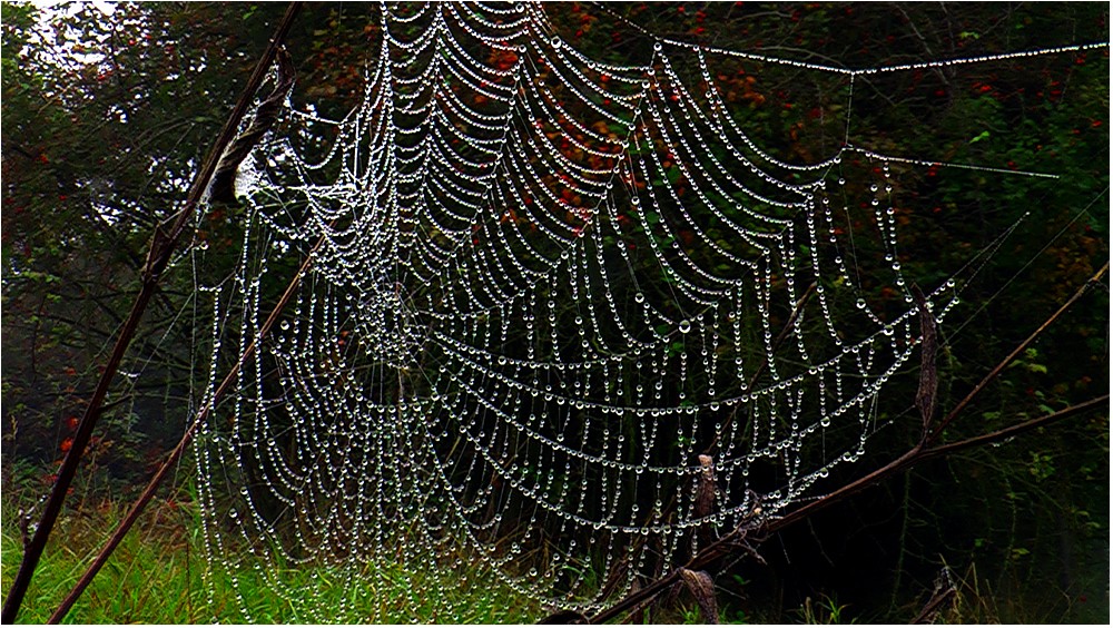 Spinnennetz mit Morgentau