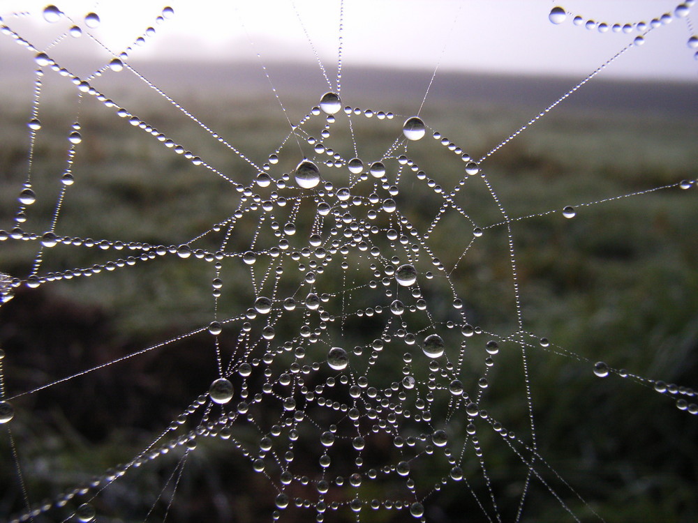 Spinnennetz mit Morgentau