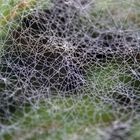 Spinnennetz mit Morgentau I