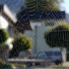 Spinnennetz mit Morgentau II