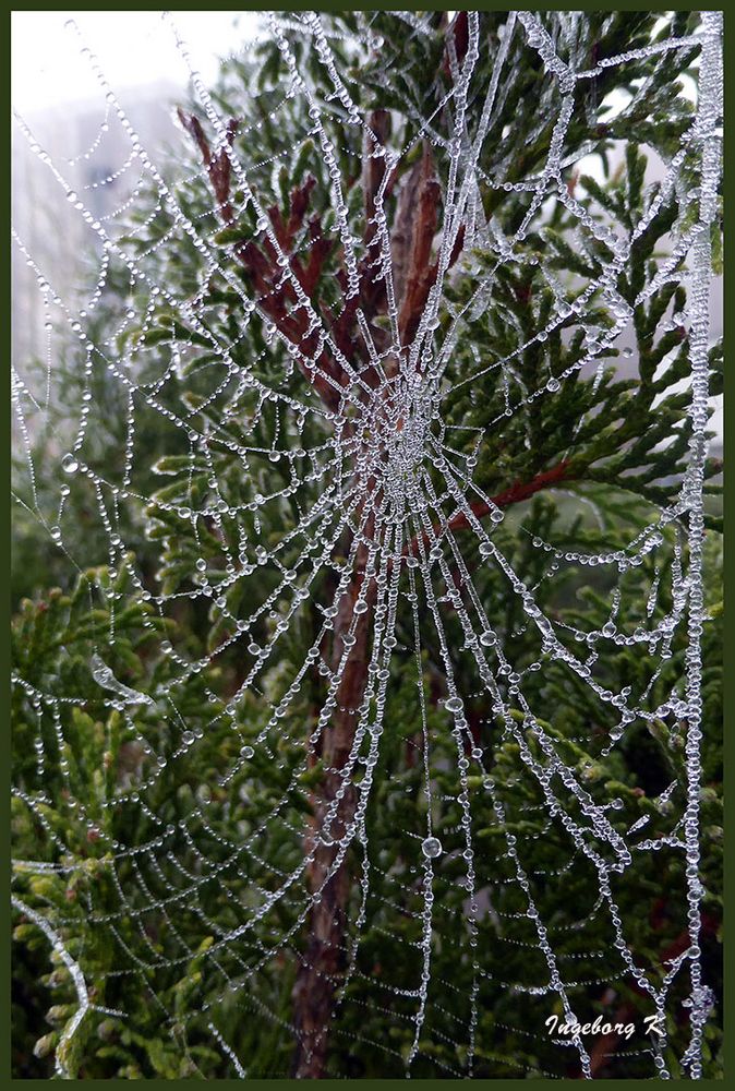 Spinnennetz mit Perlen an meiner Hecke