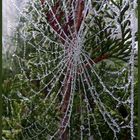 Spinnennetz mit Perlen an meiner Hecke