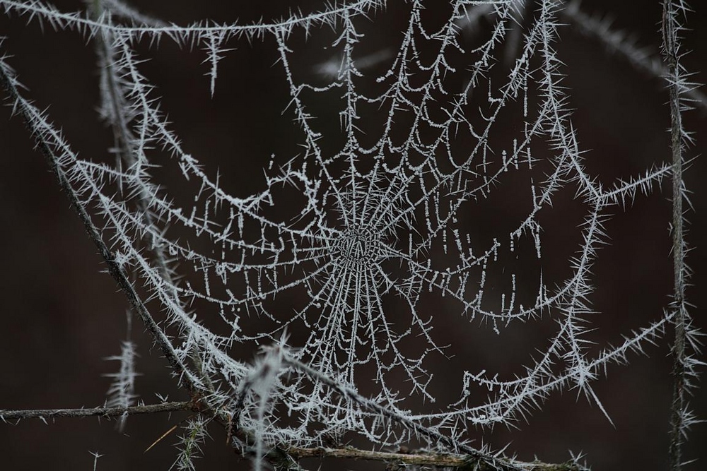 Spinnennetz mit Rauhreif