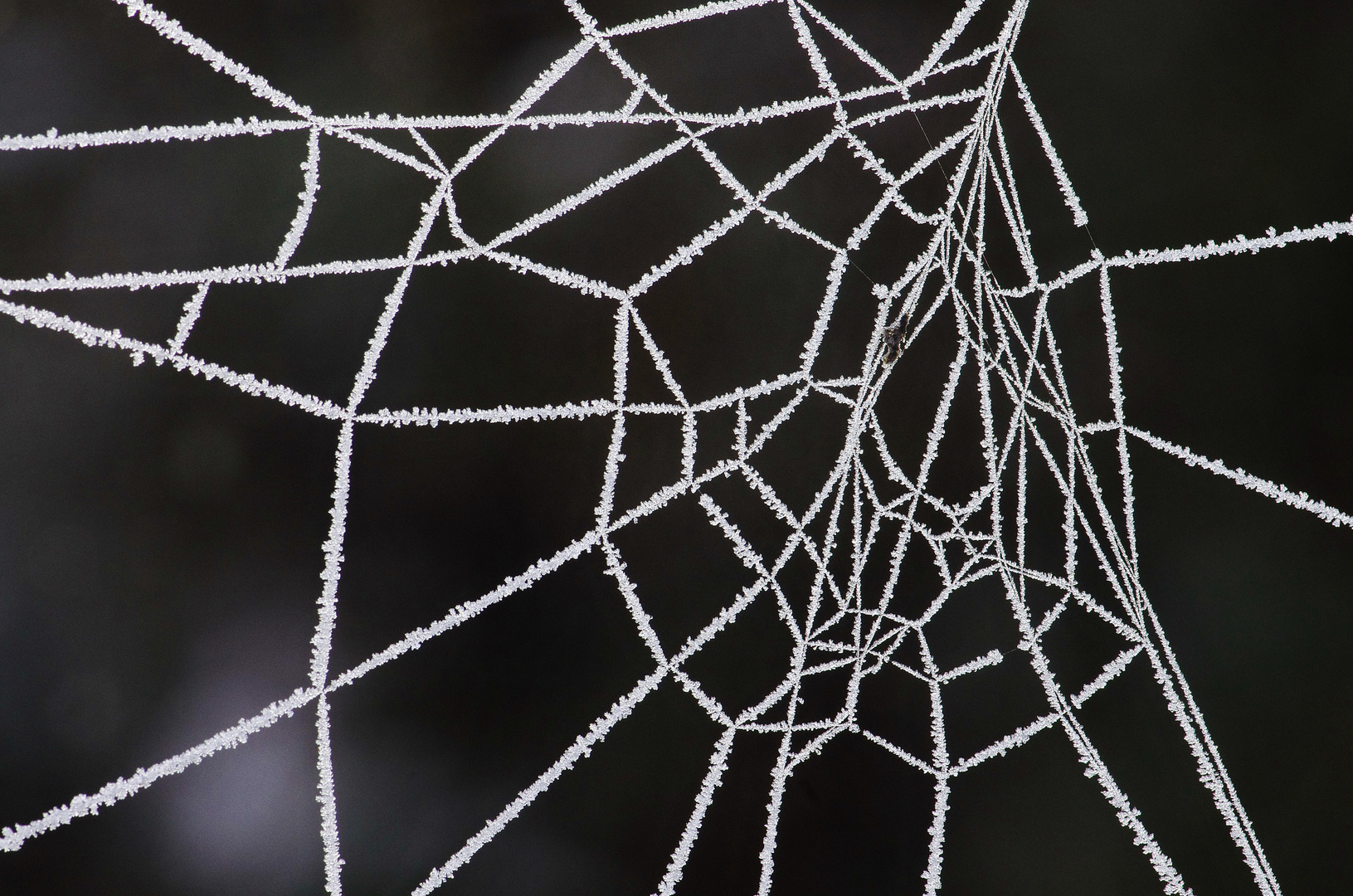 Spinnennetz mit Raureif 