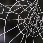 Spinnennetz mit Raureif 