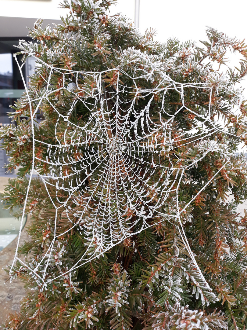 Spinnennetz mit Raureif