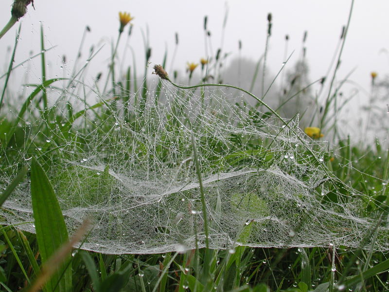 Spinnennetz mit Regen