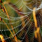 Spinnennetz mit Sogwirkung
