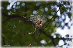 Spinnennetz mit Sonnenschutz