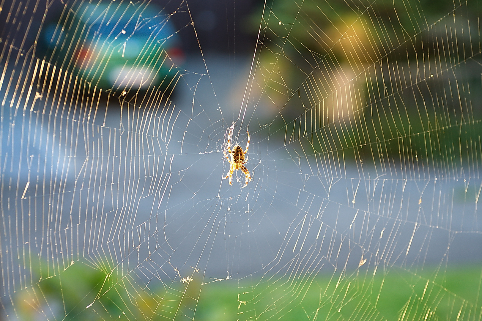 Spinnennetz mit Spinne