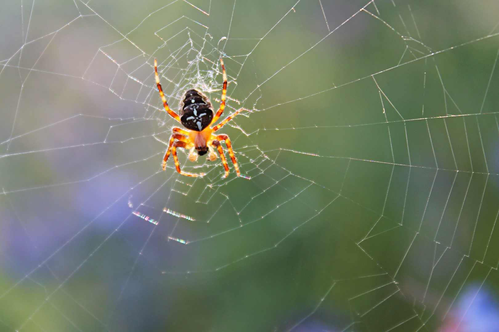 Spinnennetz mit Spinne im Gegenlicht