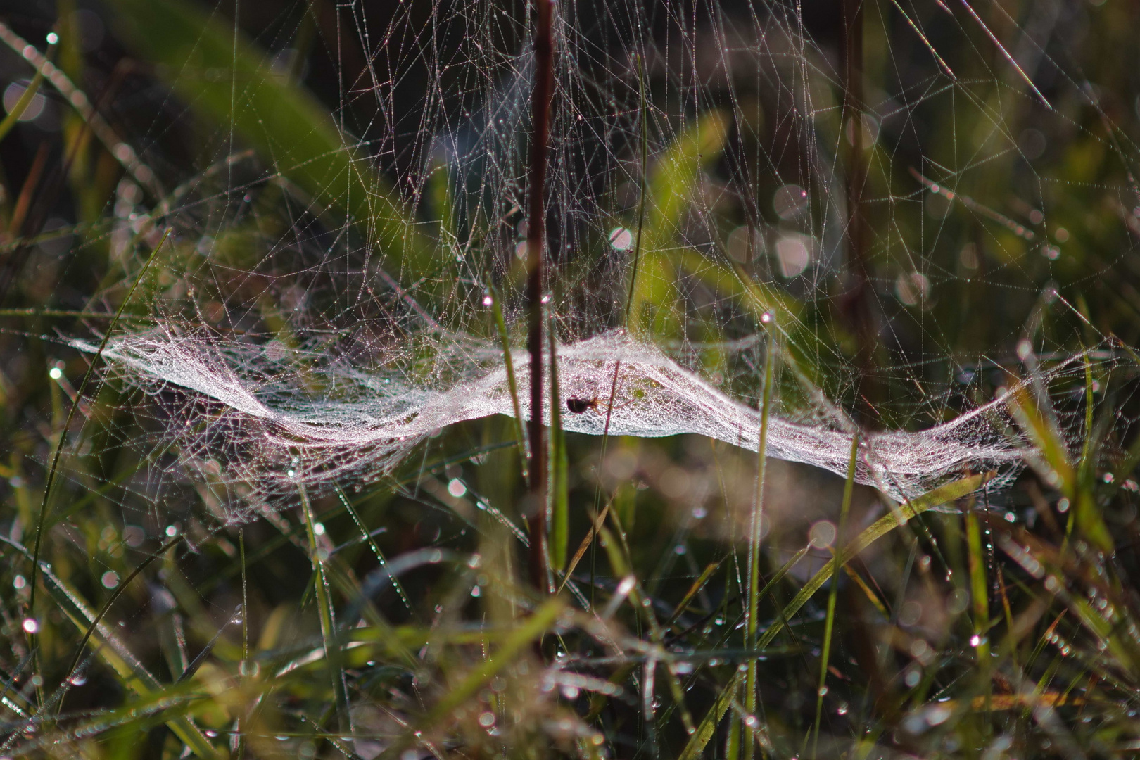 Spinnennetz mit Spinne im Morgentau