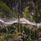 Spinnennetz mit Spinne im Morgentau