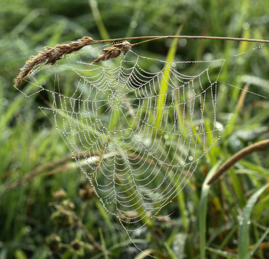 Spinnennetz mit Tau